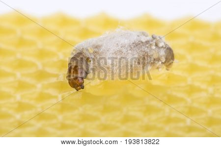 Galleria mellonella; wax moth - bee parasite - microscope photo
