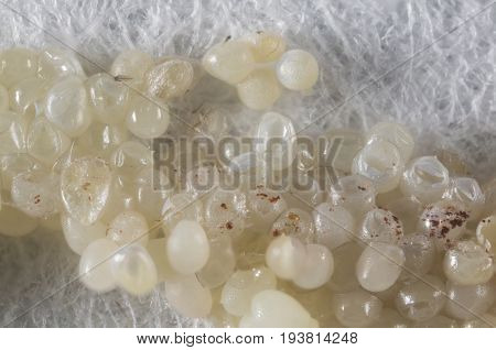 eggs - Galleria mellonella; wax moth - bee parasite - microscope photo