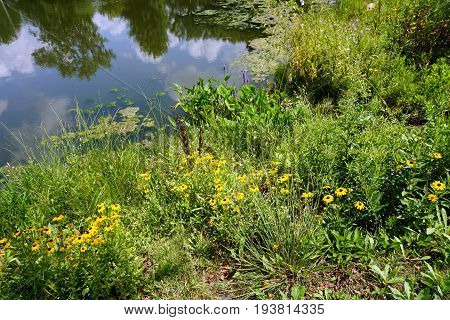 Black-eyed susan flowers (Rudbeckia hirta) and pickerel weed (Pontederia cordata) bloom by a small lake in Joliet, Illinois during July.