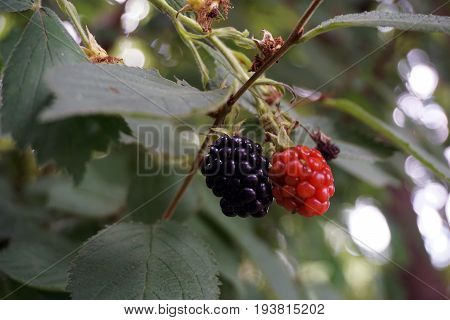 Blackberries ripen on a thornless blackberry plant in a garden in Joliet, Illinois during August.