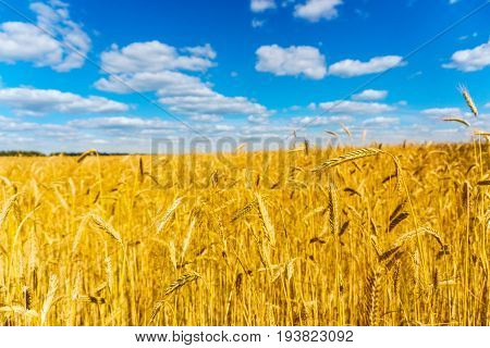 golden wheat field, sunny day and clouns