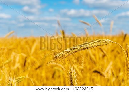 golden wheat field, sunny day and clouns