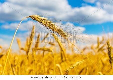 golden wheat field, sunny day and clouns