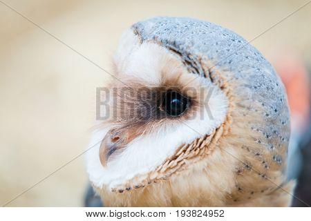 Close up portrait of common barn owl ( Tyto albahead )