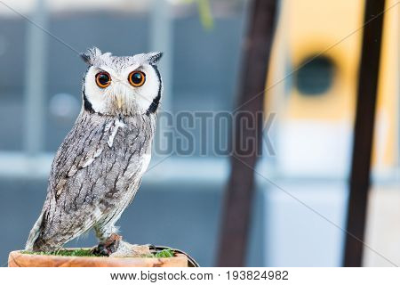 young Spotted Owl with copy space for text