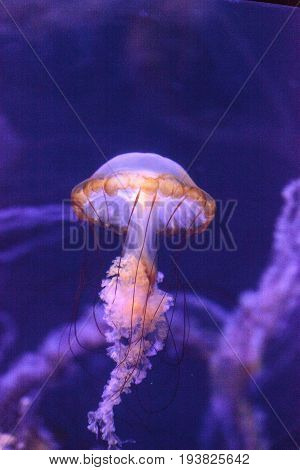 Pacific Sea Nettle Called Chrysaora Fuscenscens