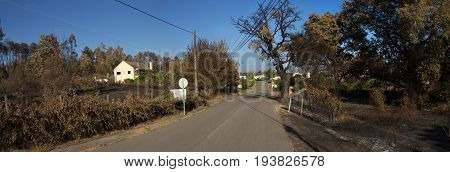 Road with burnt signs goes through burnt trees and crops caused by forest fires near houses at Lameira Cimeira and Mo Pequena villages. Pedrogao Grande Portugal.