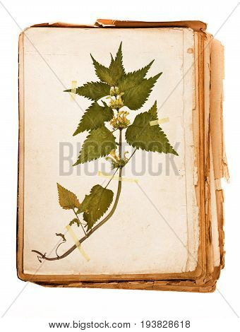 old book - plant on a Herbarium sheet