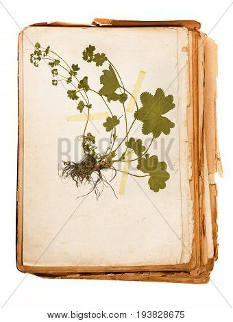 old book - plant in a Herbarium sheet
