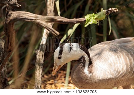 Bar-headed Goose Anser Indicus