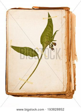 old book - plant in a Herbarium sheet