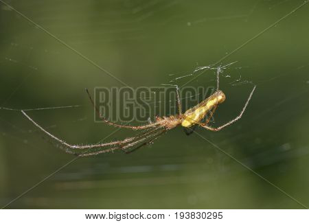 Spider - Tetragnatha extensa
A Long Jawed Spider