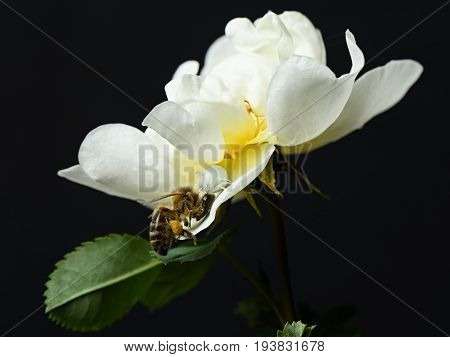 Spider white black widow eats the bee on the flower white rose