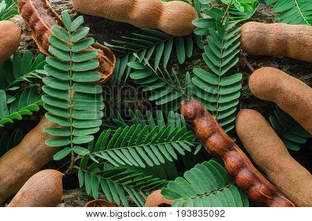 Top view of tamarind with green leaves. Tropical style.