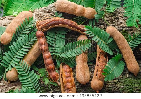 top view of tamarind with green leaves. Tropical style.