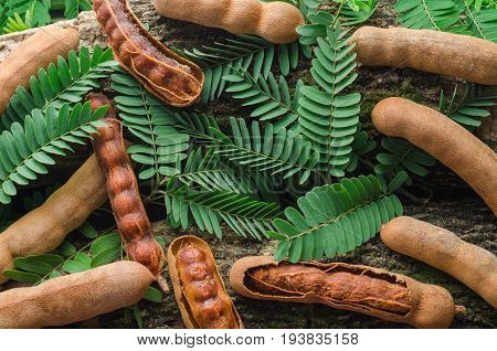 top view of tamarind with green leaves. Tropical style.