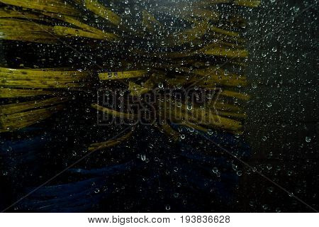 Wash brush of a car wash system from the vehicle interior