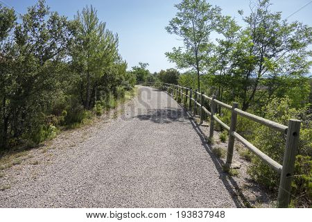 Green Way Black Eyes In Its Passage By Barracas In Castellon