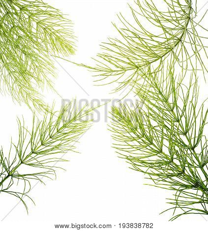 Equisetum arvense - Horsetail herb isolated on white