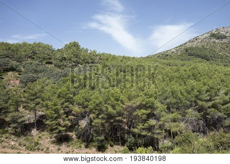 Green Way Black Eyes In Its Passage By Barracas In Castellon