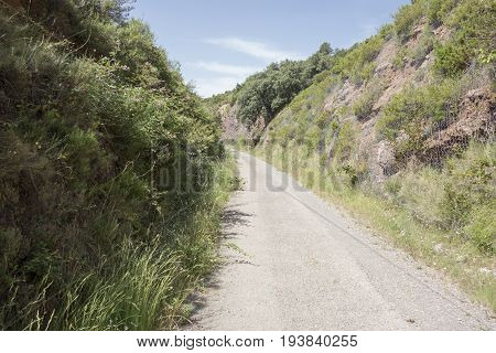 Green Way Black Eyes In Its Passage By Barracas In Castellon