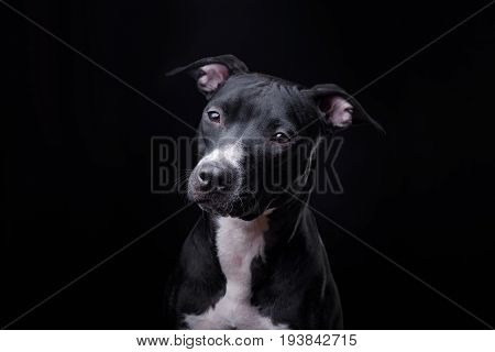 The Dog Is A Pit Bull Terrier Posing In Studio