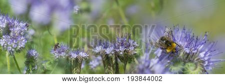 Phacelia tanacetifolia - honey plant for bees