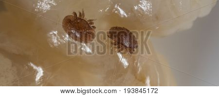 Varroa destructor bee parasite - microscope photo