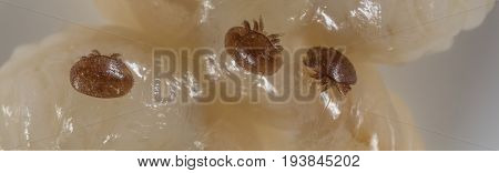 Varroa destructor bee parasite - microscope photo