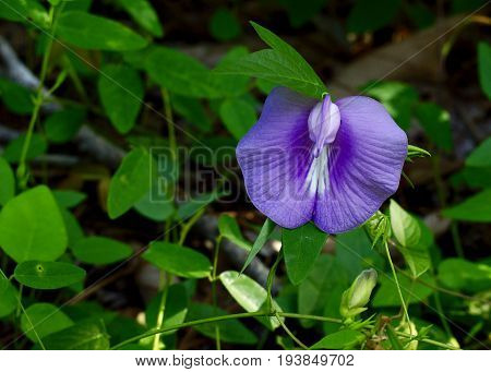 Purple spurred butterfly pea vine in full bloom, flowering on it's vine.
