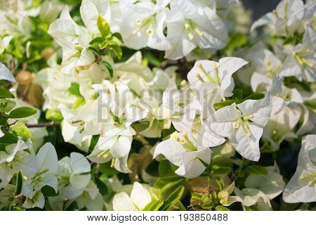 White Bougainvillea Flower Blossom In Asia (thailand)