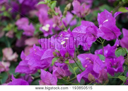 Pink Bougainvillea Flower Blossom In Asia (thailand)