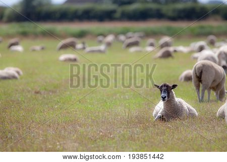 Sheep in a field. Rural agricultural scene of grazing farm animals with copy space. Focus on foreground ewe lying down.