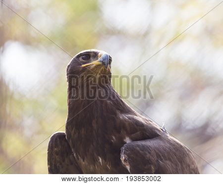 A eagle portrait on nature . A photo