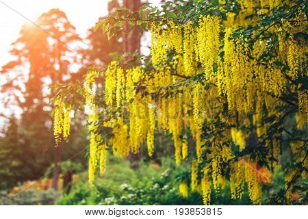 The great garden blooming yellow wisteria blossoms in Spring
