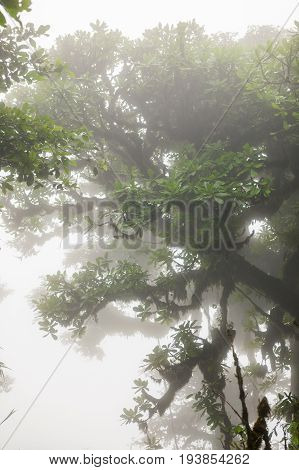 Lush foggy rainforest La Fortuna Costa Rica