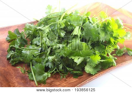 Fresh green cilantro, coriander leaves on wooden board