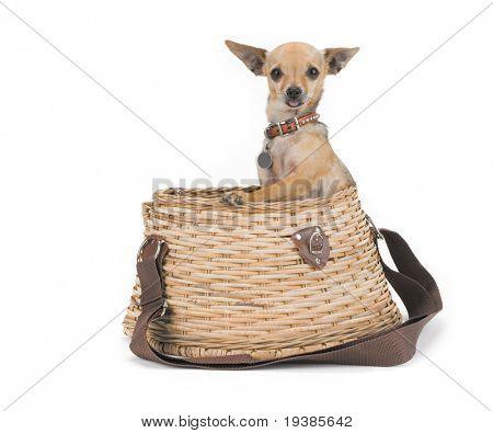 lille chihuahua i en fiskeri creel
