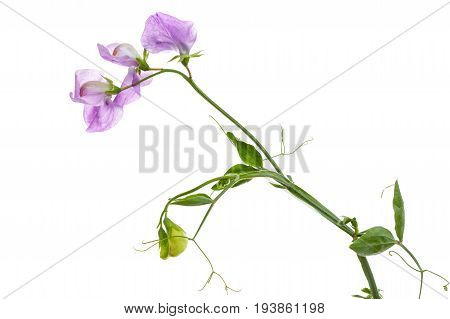 Flowers Of Sweet Pea, Isolated On White Background