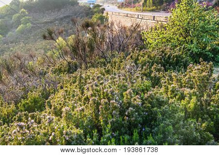 A Flowerbed With Flowers