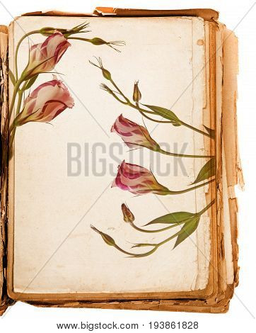 old book - old paper texture in detail