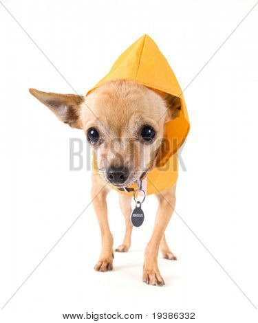 en lille chihuahua klædt i en regnfrakke