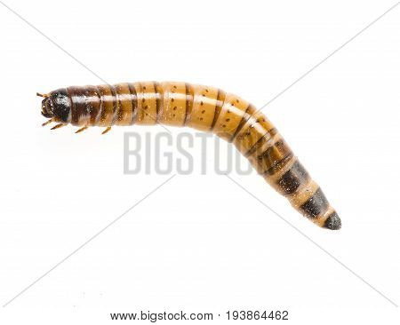 Zophobas atratus/ morio - meal worm isolated on white