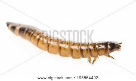 Zophobas atratus/ morio - meal worm isolated on white
