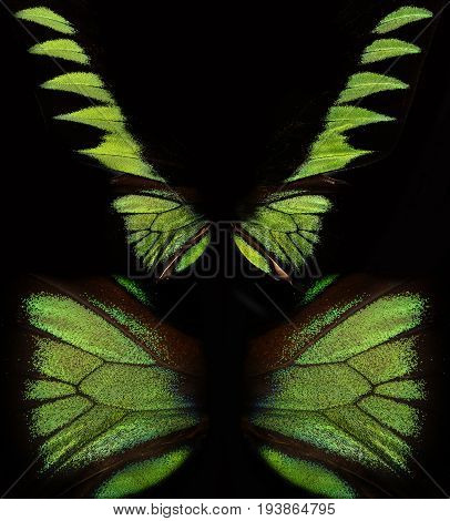 trogonoptera  - a tropical butterfly in the detail