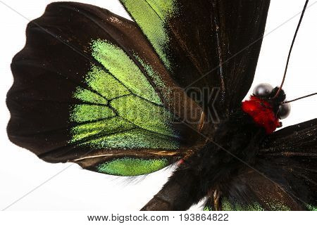 trogonoptera  - a tropical butterfly in the detail