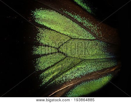 trogonoptera  - a tropical butterfly in the detail