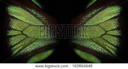 Trogonoptera brookiana - Rajah Brooke Birdwings- tropical buttelfly - detail