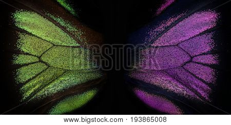 Trogonoptera brookiana - Rajah Brooke Birdwings- tropical buttelfly - detail