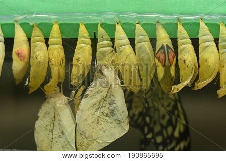 Orange tip butterflies emerge from their cocoons to start a new life as a butterfly.